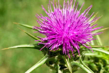 Milk Thistle