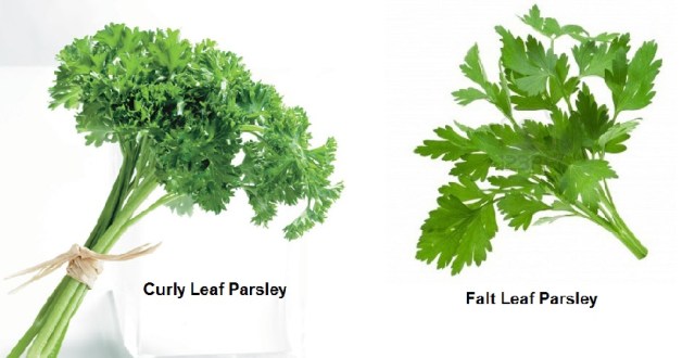 Parsley